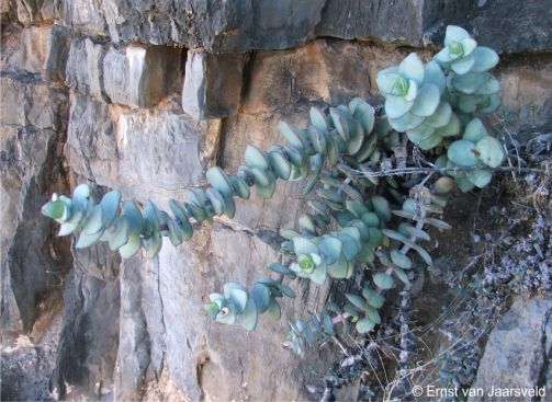 Crassula sladenii growing on a dolomite cliff on the Hunsberg