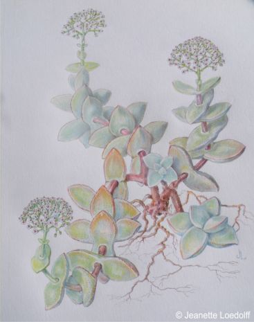 Illustration of Crassula sladenii by Jeanette Loedolff