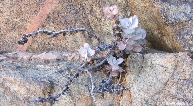 A struggling plant of Crassula sladenii barely surviving due to regular droughts