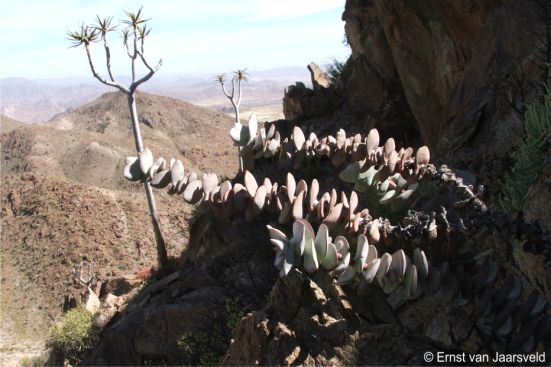 An adult plant of Crassula sladenii growing on a rock face of the Hunsberg