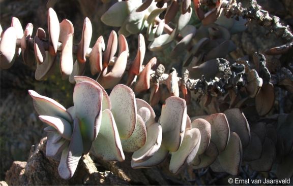 Leafy stems, and pale green leaf surface as a result of a powdery bloom