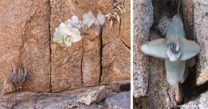 Crassula sladenii growing on a granite cliff 