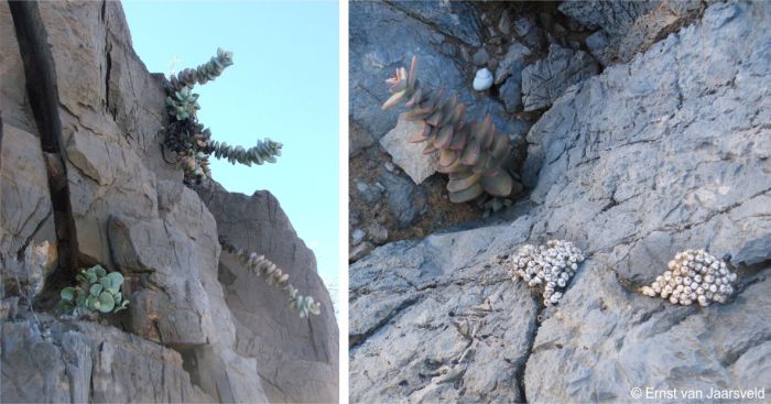 Crassula sladenii growing on a dolomite cliff on the Hunsberg