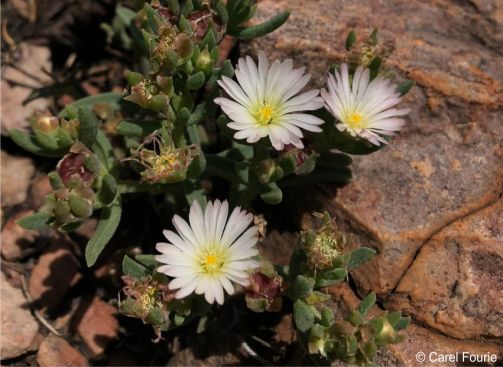 Delosperma gautengense 