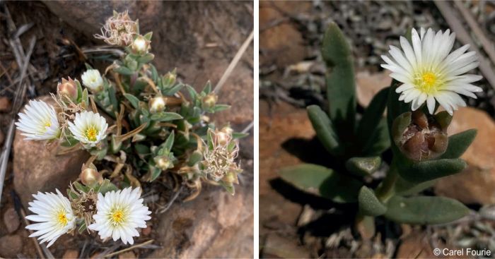 Delosperma gautengense 