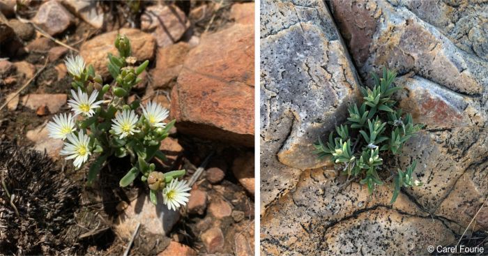 Delosperma gautengense growing among rocks