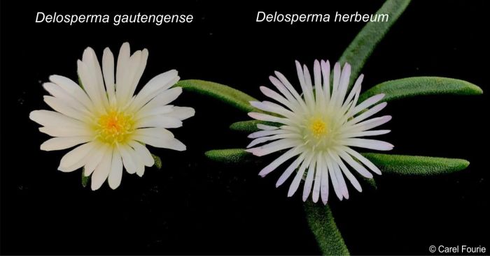 Comparison of flowers of Delosperma gautengense LEFT and Delosperma herbeum RIGHT