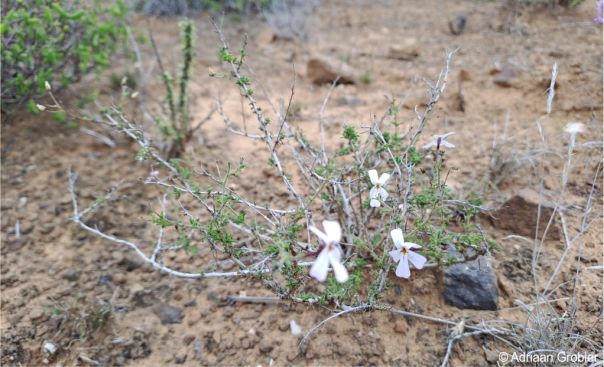 Jamesbrittenia tysonii in habitat