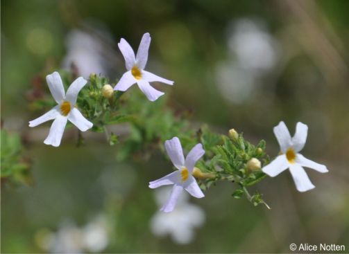 Jamesbrittenia tysonii 