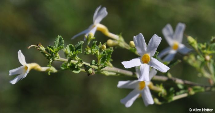 Jamesbrittenia tysonii showing leaves and flowers