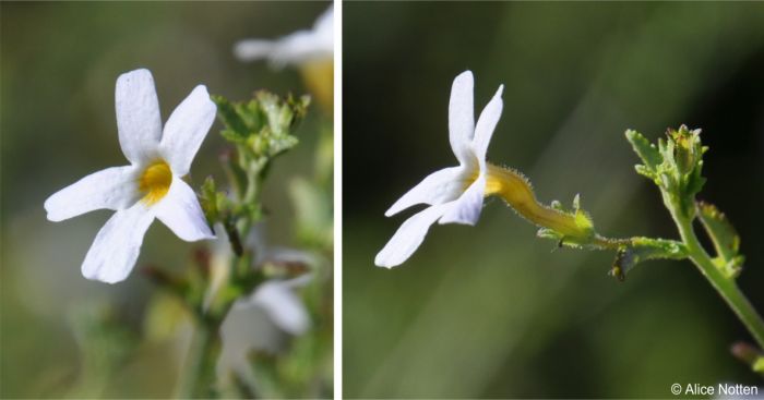 Jamesbrittenia tysonii flower, showing flat open face and long narrow tube