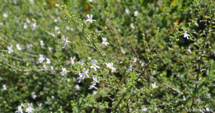 Jamesbrittenia tysonii in Kirstenbosch NBG