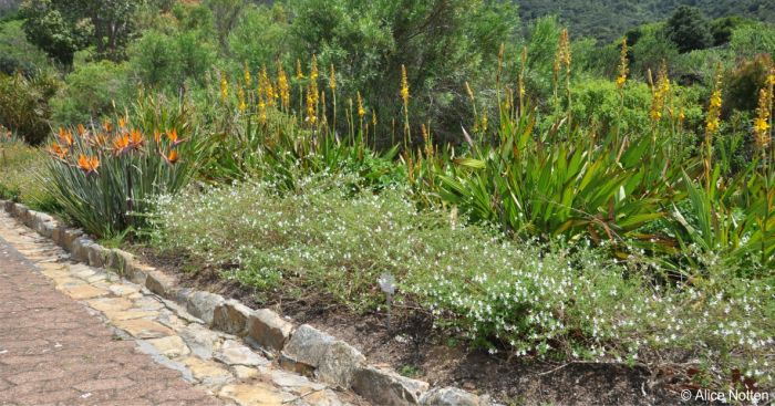 Jamesbrittenia tysonii in Kirstenbosch NBG