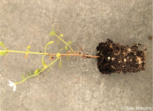 Rooted cutting of Jamesbrittenia tysonii 