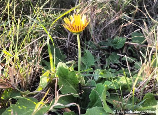 Arctotis debensis in flower in habitat