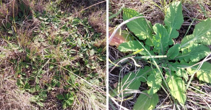 Arctotis debensis habit and a single plant