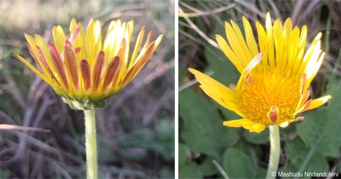 Arctotis debensis flowerhead