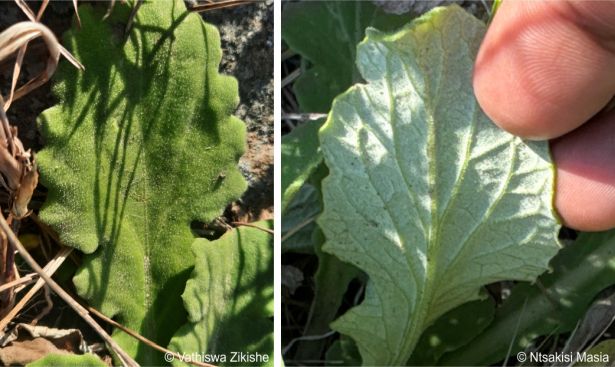 Arctotis debensis leaves, roughly hairy upper surface, white woolly undersurface