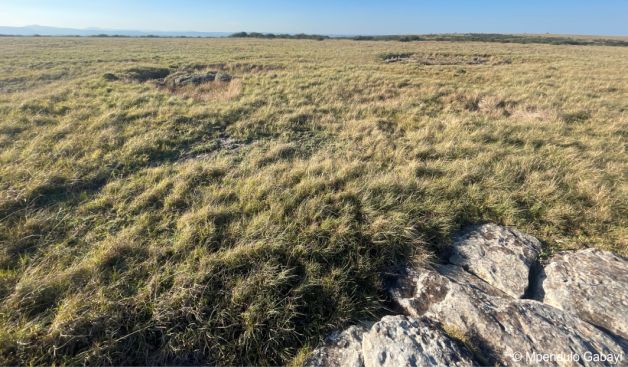 The kommetjies grassland, habitat of Arctotis debensis