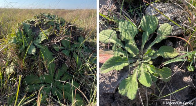 Arctotis debensis grows on the rims of the kommetjies among the sand shifted by giant earthworms