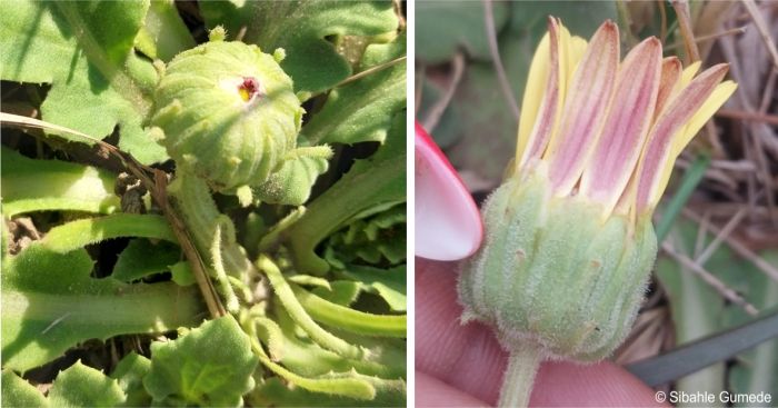 A bud and the side of a flowerhead showing the involucral bracts