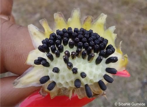 Arctotis debensis seeds