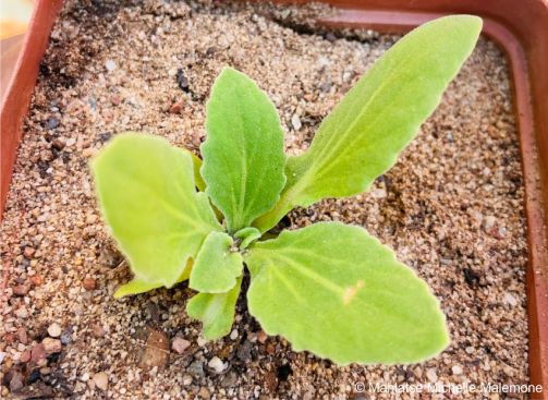 A seedling of Arctotis debensis in the nursery