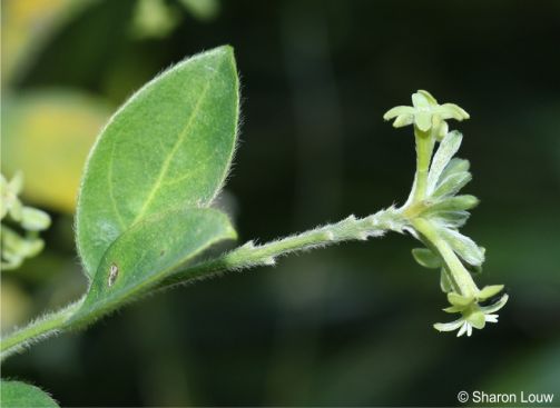 Englerodaphne ovalifolia showing scars left on the rachis after the flowers fall