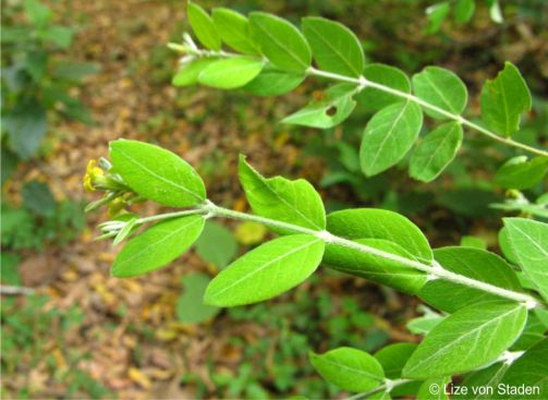 Englerodaphne ovalifolia leaves and young branches covered in fine hairs