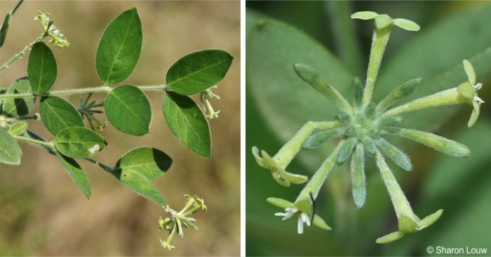 Englerodaphne ovalifolia flowering stem and a close-up of the flowers showing the white scale segment