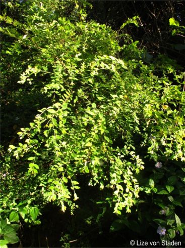 Englerodaphne ovalifolia is a moderately branched shrub or small tree