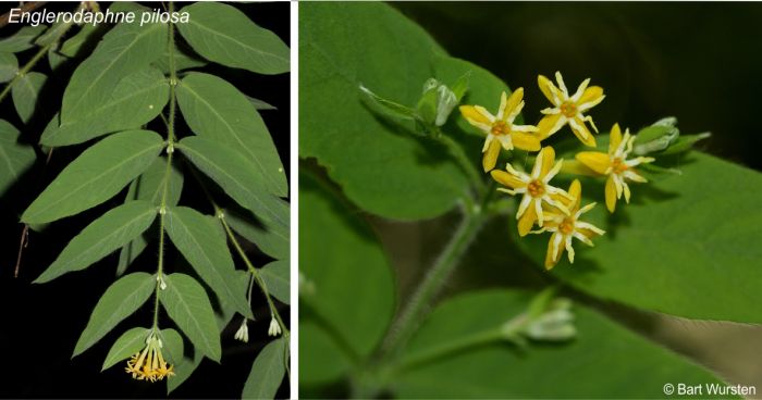 Englerodaphne pilosa has yellow scale segments and flowers in umbellate inflorescences