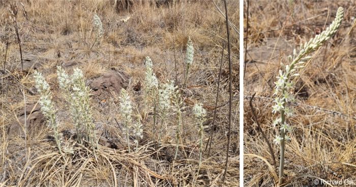 Drimia sanguinea inflorescences