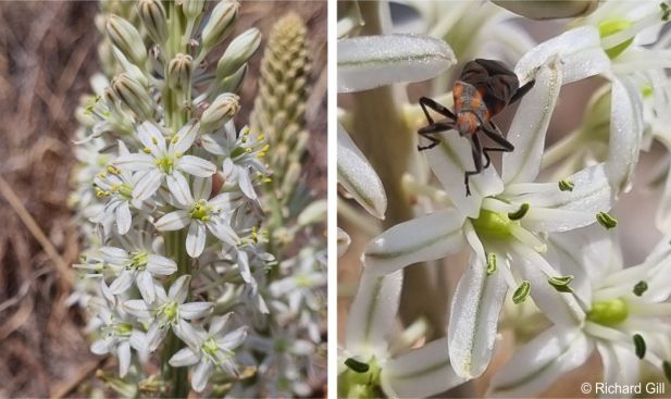 Drimia sanguinea flowers