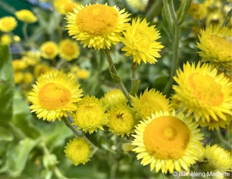 Helichrysum ruderale