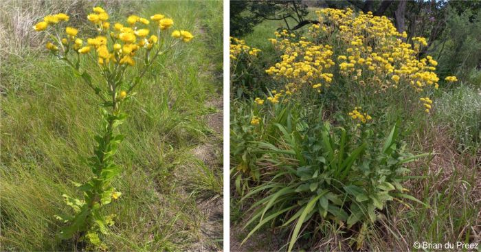 Habit of Helichrysum ruderale