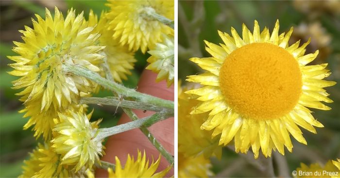 Helichrysum ruderale flower head