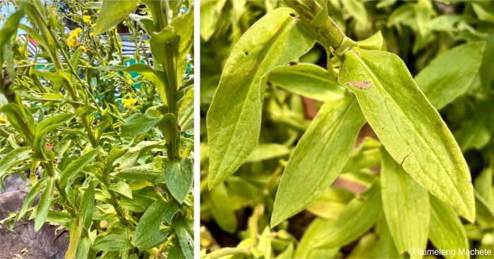 Helichrysum ruderale leaves