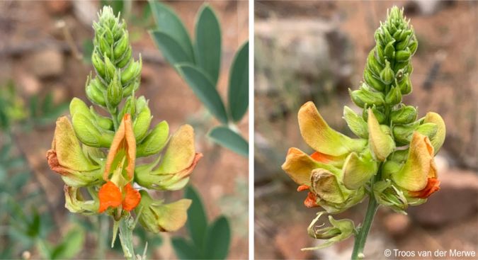 Tephrosia zoutpansbergensis inflorescence and flowers