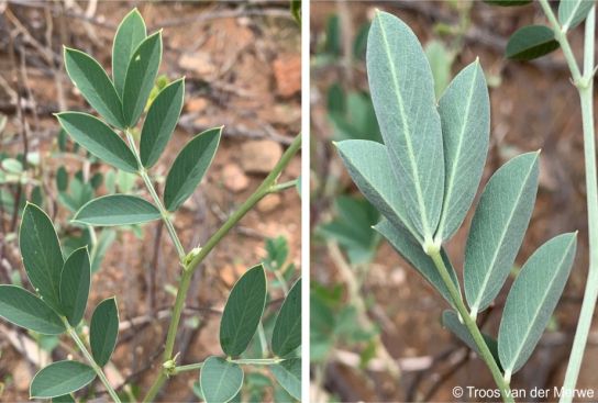 Tephrosia zoutpansbergensis upper (left) and lower (right) leaf surface