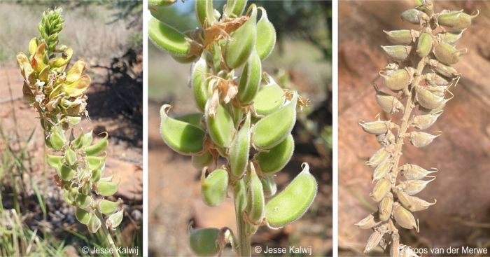 Tephrosia zoutpansbergensis developing (left and centre) and mature (right) pods