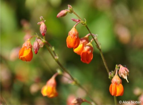 Hermannia muricata 