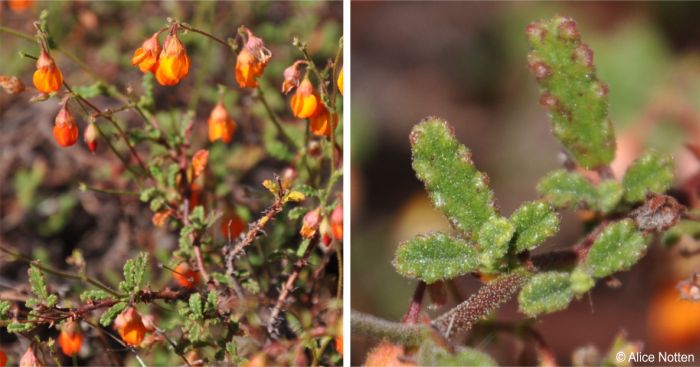 Hermannia muricata flowering stem and leaves close-up