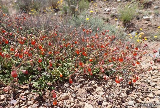 Hermannia muricata in habitat