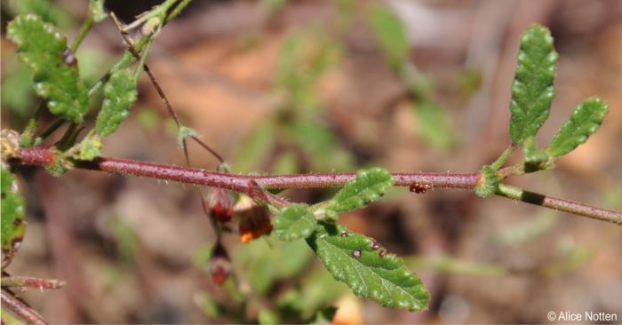 Hermannia muricata stem showing bristly hairs