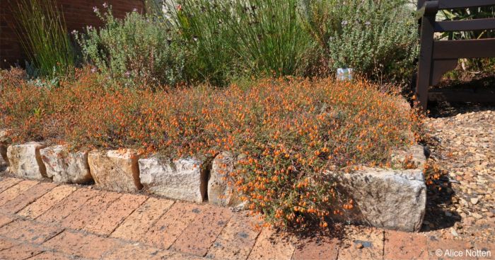 Hermannia muricata in cultivation in Kirstenbosch NBG