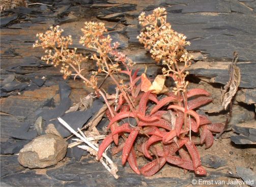 Crassula foveata in flower on a cliff ledge
