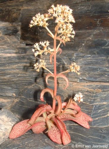 Crassula foveata in flower in habitat