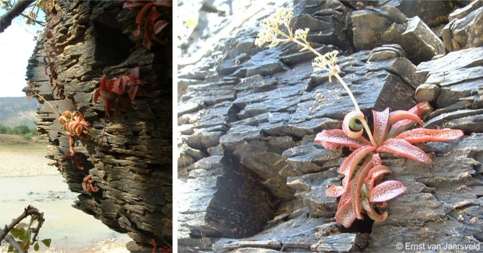 Crassula foveata growing on cliffs along the Mzimvubu River