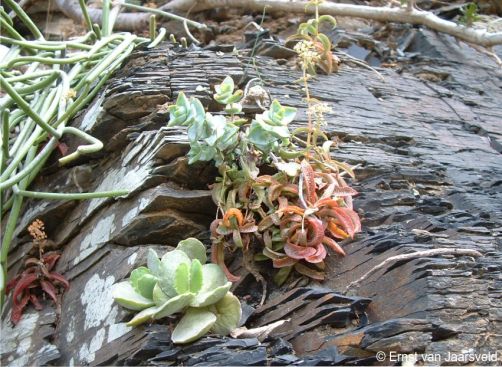 Crassula foveata, sharing its cliff habitat